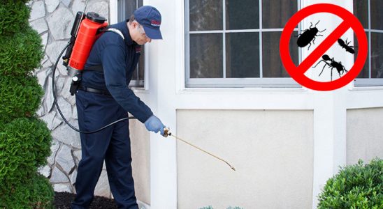 Sarıveliler Uçan Haşere İlaçlama böcek ilaçlama ve haşere kontrolü — ilaclama-tr.com